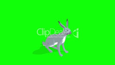 Gray Hare Sitting Isolated on Green Screen