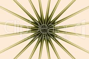 Abstract image: a fractal star.