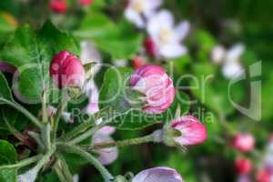 Buds of flowers of an apple-tree and leaves on an apple-tree bra