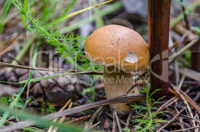Mushrooms grow in the forest