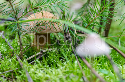 Mushrooms grow in the forest