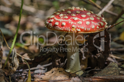 Mushrooms grow in the forest