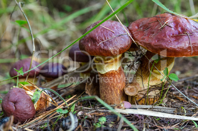 Mushrooms grow in the forest