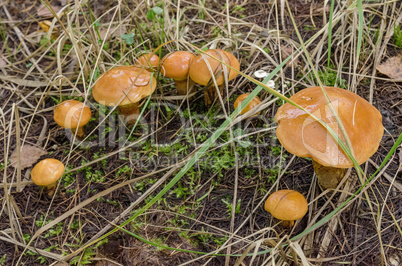 Mushrooms grow in the forest