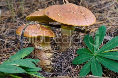 Mushrooms grow in the forest