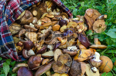 Mushrooms grow in the forest