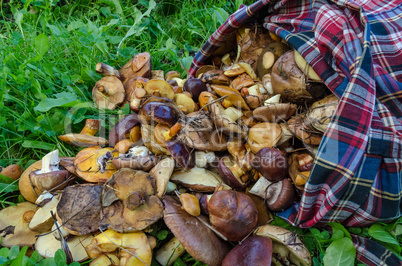 Mushrooms grow in the forest