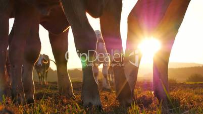 Kühe bei Sonnenaufgang