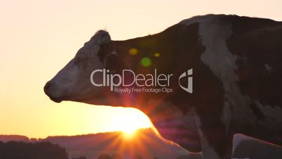 Kuh bei Sonnenaufgang