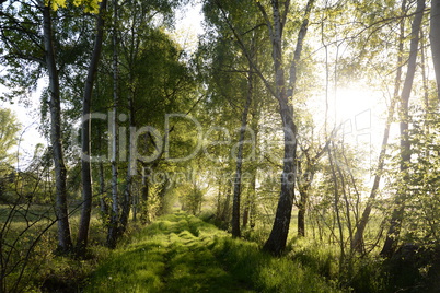 Weg im Gegenlicht