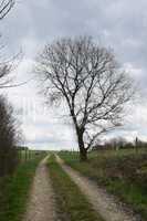 Baum an einem Weg