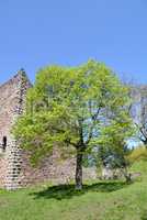 Ruine Schauenburg bei Oberkirch