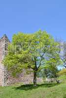 Ruine Schauenburg bei Oberkirch