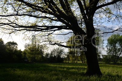 Baum auf einer Wiese