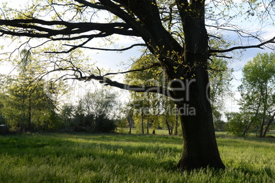 Baum auf einer Wiese