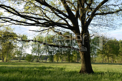 Baum auf einer Wiese