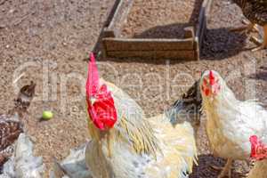 Cock and several hens on the poultry yard