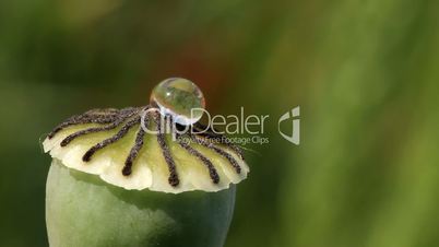 poppy capsule close-up