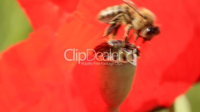 Bee on poppy box, closeup