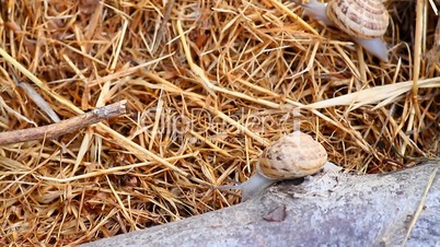 garden snail on straw