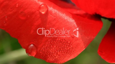 Morning dew on a red poppy