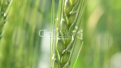 maturing wheat close-up