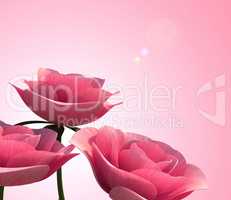 Roses Copyspace Indicates Valentine Valentines And Blank