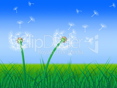 Dandelion Sky Shows Green Pasture And Grass