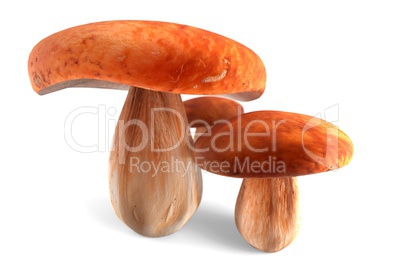 Three ceps mushrooms isolated on white 3d illustration
