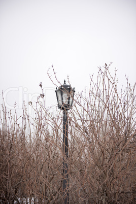 Decoration with lantern and tree branch. Dreamy and abstract photo of antique street lantern among tree branches.