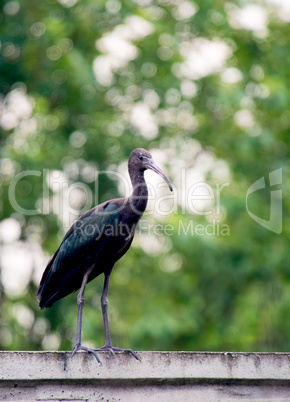 The Plegadis falcinellus bird. (Ibis)