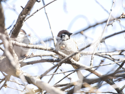 Sparrow bird.