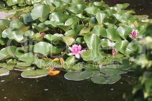 Blossoming lily in a pond with green leaves