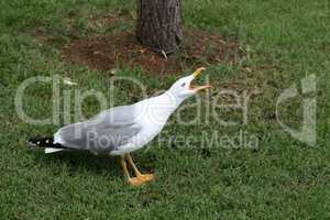 Seagull screaming standing on a lawn grass