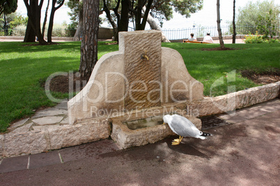 Seagull drinks water from the pump-room
