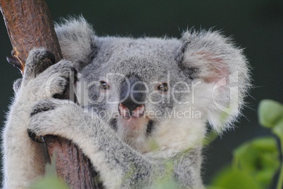 Koala in Queensland.