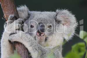 Koala in Queensland.