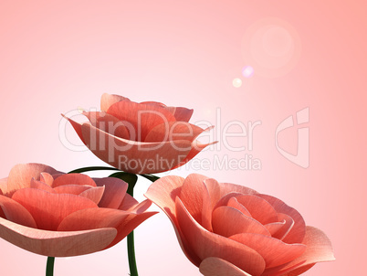 Copyspace Roses Means Romance Petal And Flora