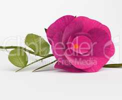 Love Rose Shows Bloom Petals And Romantic