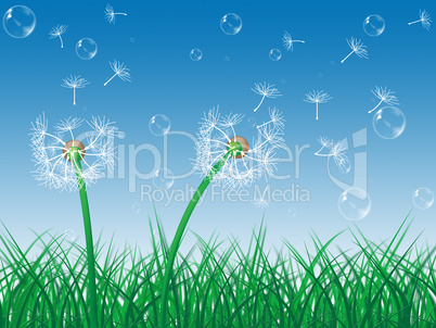Dandelion Sky Indicates Green Grass And Environment
