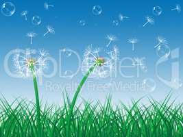 Dandelion Sky Indicates Green Grass And Environment