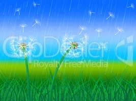 Dandelion Grass Shows Sky Flower And Environment