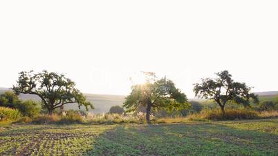 Agrarlandschaft