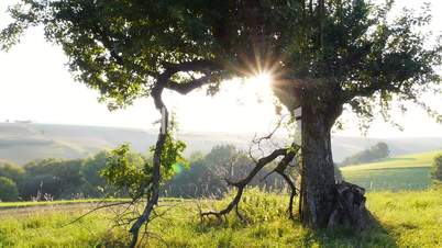 Agrarlandschaft