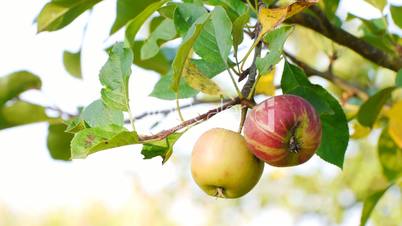 Äpfel am Baum