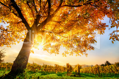 Schöner Baum auf Weingarten im Herbst, mit Sonne und blauem Him