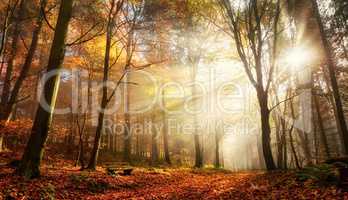 Faszinierende Lichtstimmung in einem bunten Wald im Herbst bei S