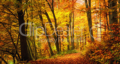 Wald im Herbst in angenehm warmen Farben, ein Weg führt in die