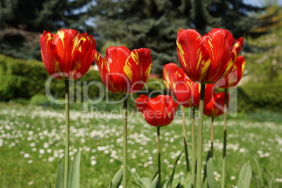 Tulpenblüten