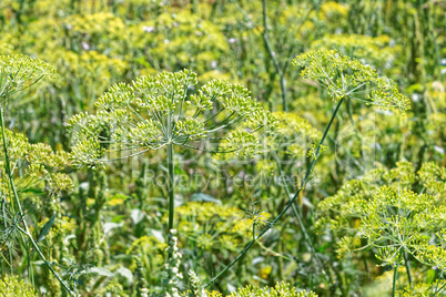 Floral background with dill inflorescences